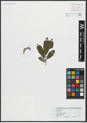 Foto von Salix appendiculata Vill.